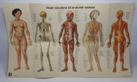 İNSAN VÜCUDUNA AİT ANATOMİK TABLO