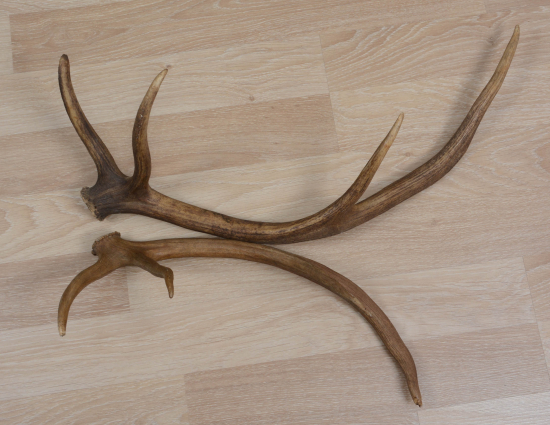 2 ADET GEYİK BOYNUZU