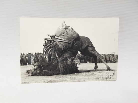 1930'LARDAN DEVE GÜREŞİ KONULU ORJİNAL FOTOĞRAF 