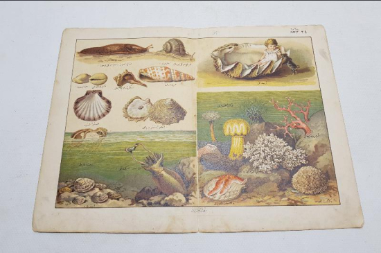 OSMANLI DÖNEMİ GRAVÜR - DENİZ KABUKLULARI