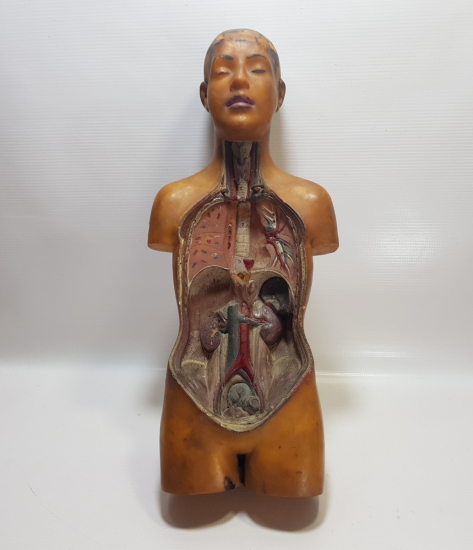 EĞİTİM TARİHİ - FEN DERSİ İNSAN MODELİ