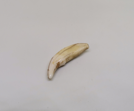 TILSIM KOLYELERDE KULLANILAN ANADOLU ŞAMAN KÜLTÜRÜ OSMANLI KURT DİŞİ