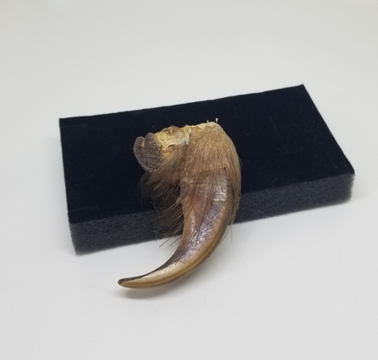 OSMANLI DÖNEMİ ŞAMAN İŞİ AYI PENÇESİ