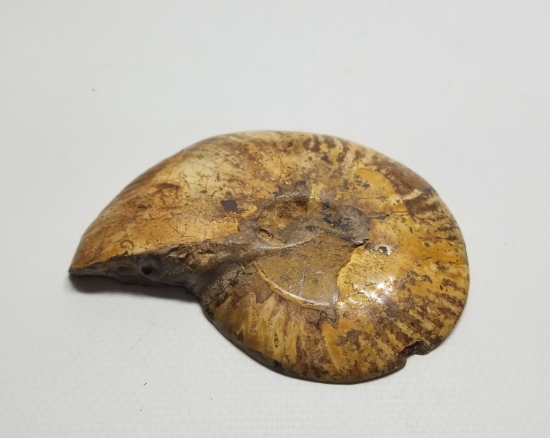 BÜYÜK BOY SALYANGOZ FOSİLİ