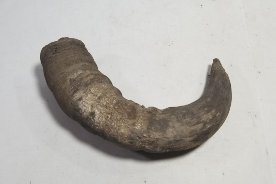 MANDA BOYNUZUNDAN YAPILMIŞ OSMANLI DÖNEMİ KAĞNI YAĞDANLIĞI