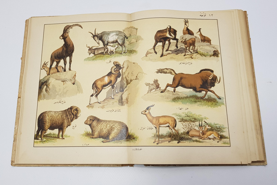 OSMANLICA KİTAP: MUSAVVER TARİFİ HAYVANAT