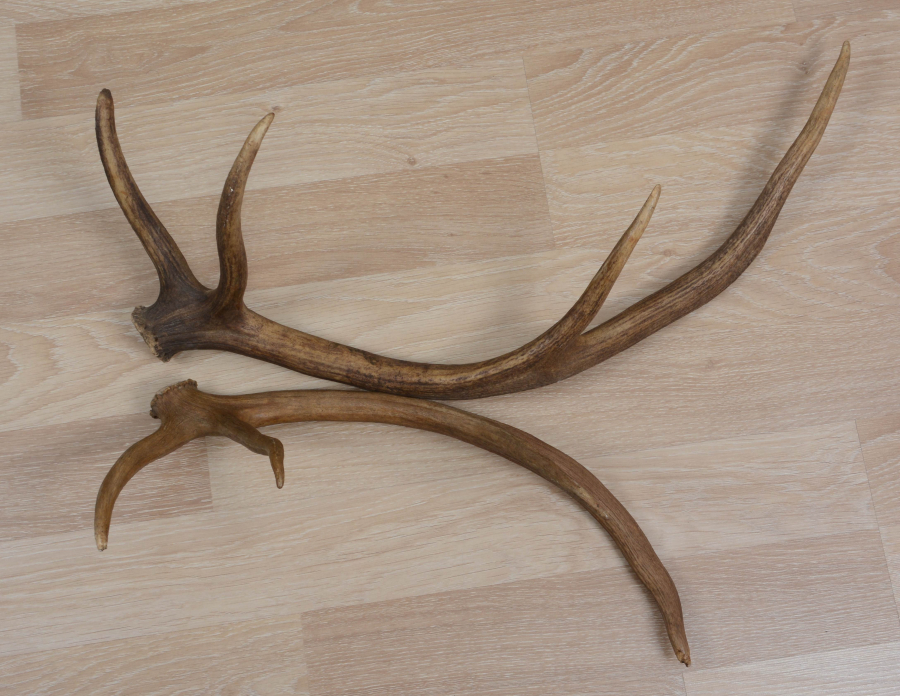 2 ADET GEYİK BOYNUZU