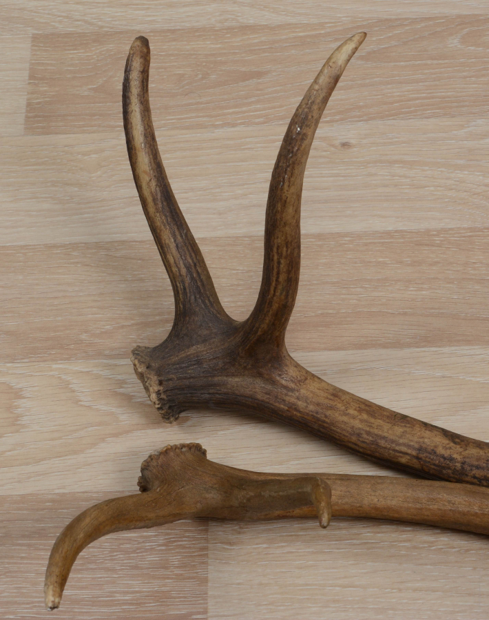 2 ADET GEYİK BOYNUZU