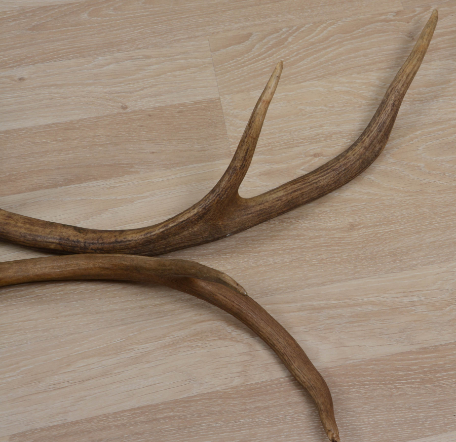 2 ADET GEYİK BOYNUZU