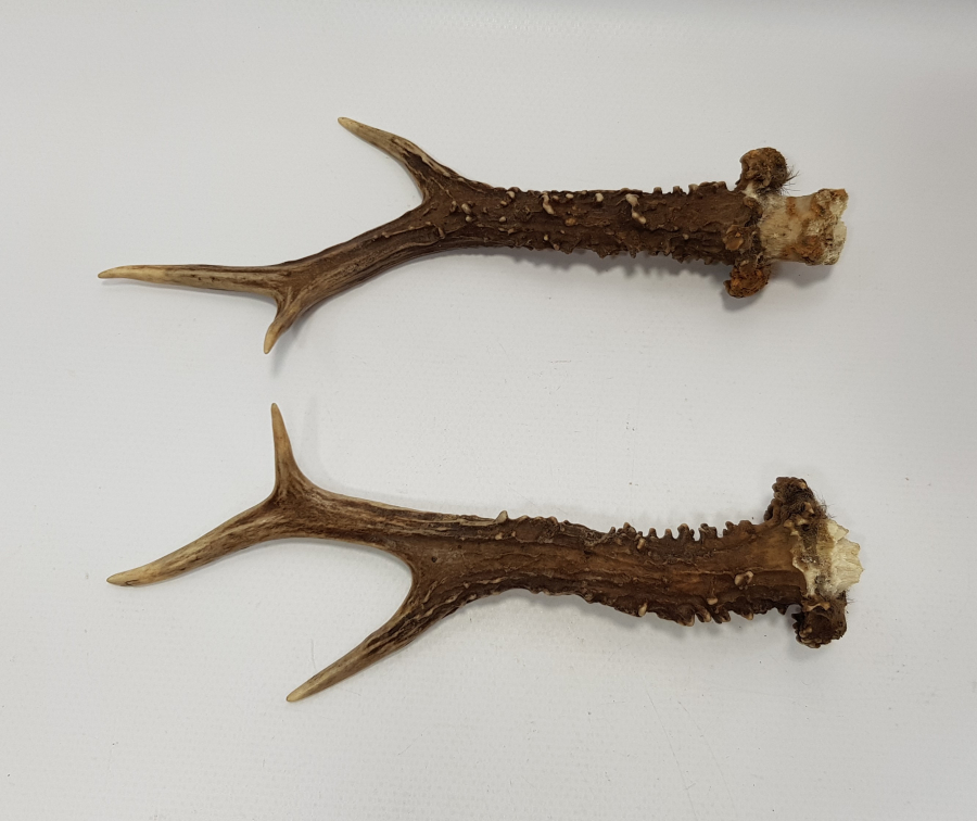 BİR ÇİFT GEYİK BOYNUZU