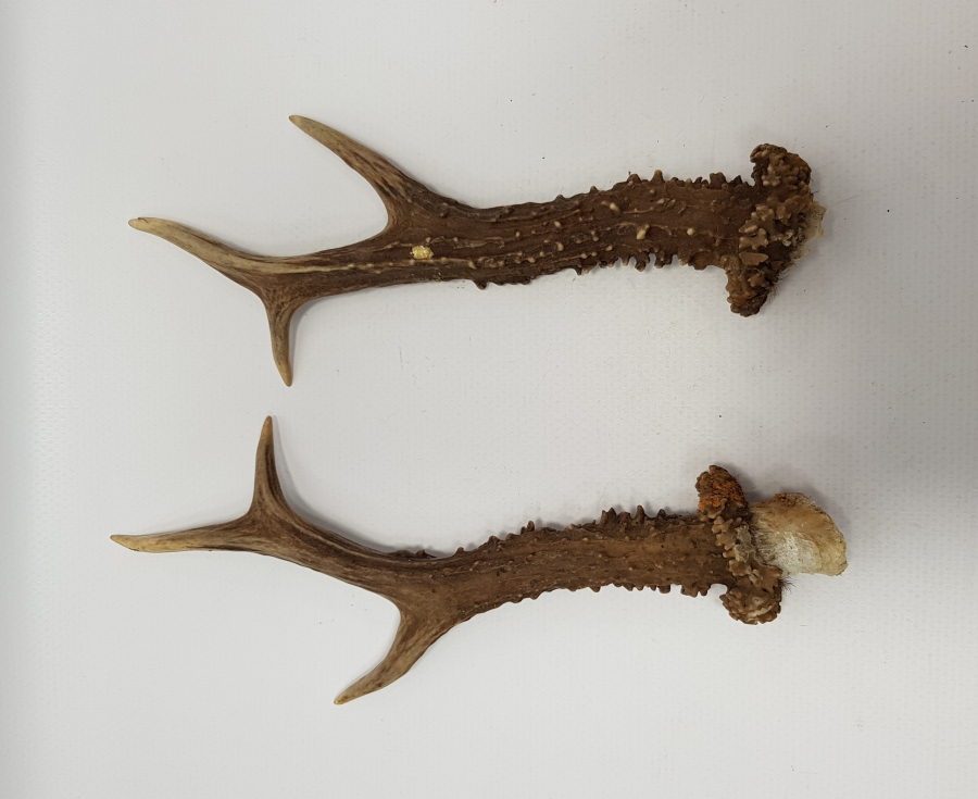 BİR ÇİFT GEYİK BOYNUZU