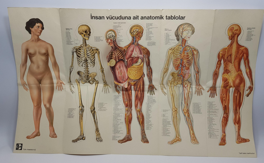 İNSAN VÜCUDUNA AİT ANATOMİK TABLO 