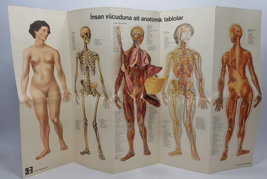 İNSAN VÜCUDUNA AİT ANATOMİK TABLO 