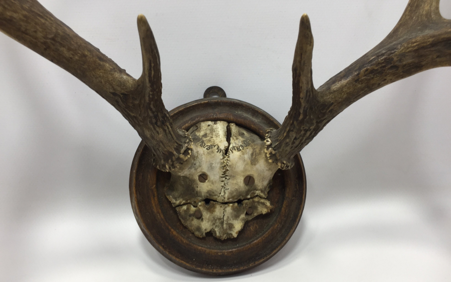 ANTİKA GEYİK TROFESİ