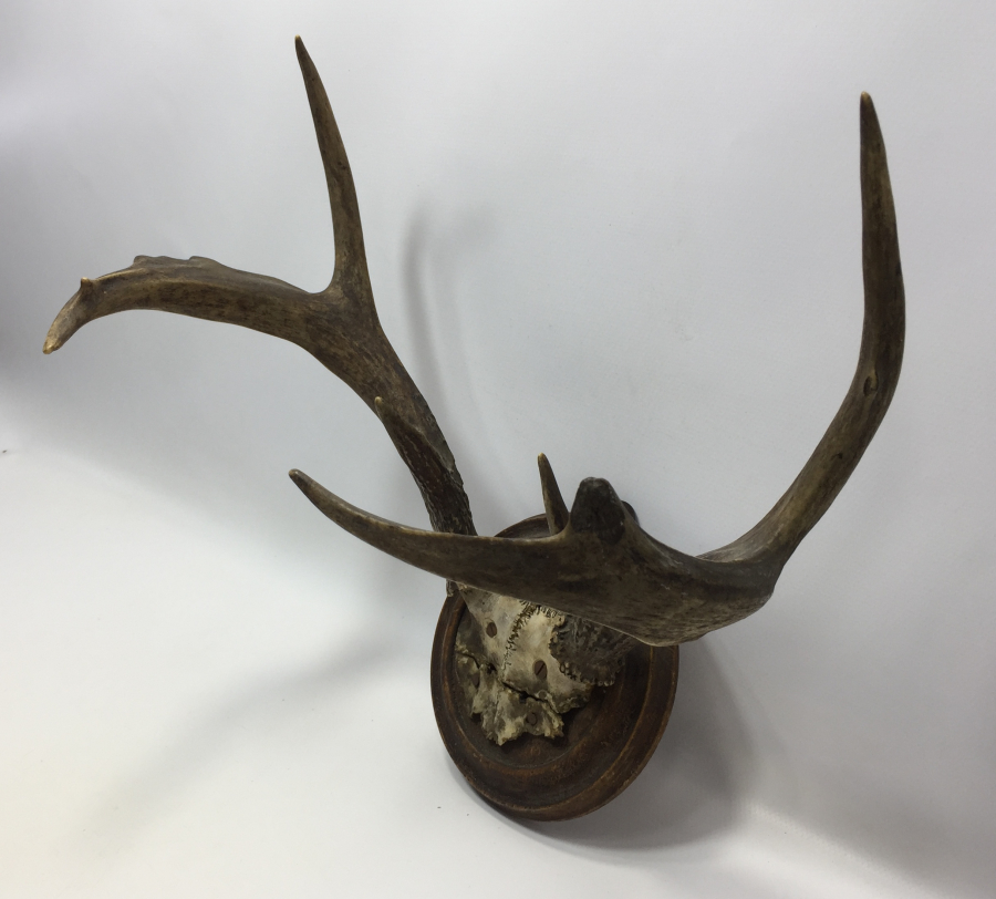 ANTİKA GEYİK TROFESİ