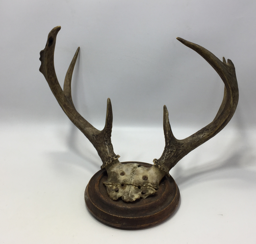 ANTİKA GEYİK TROFESİ