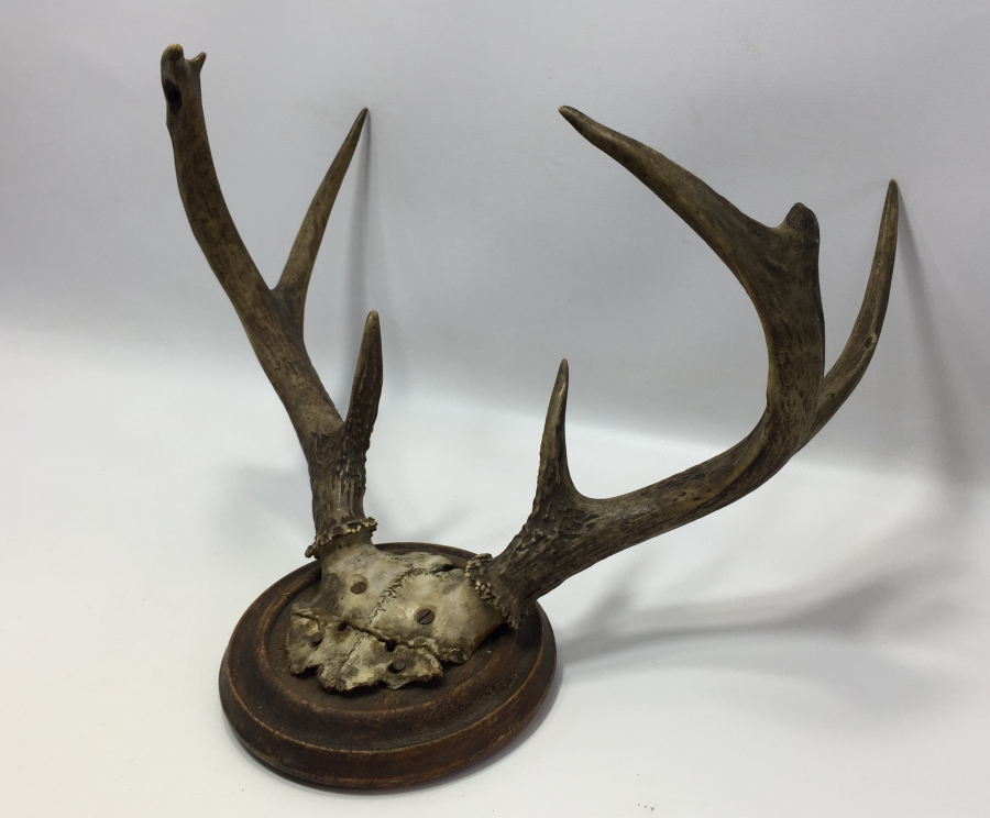 ANTİKA GEYİK TROFESİ