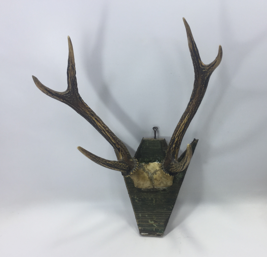 ORJİNAL GEYİK BOYNUZUNDAN TROFE