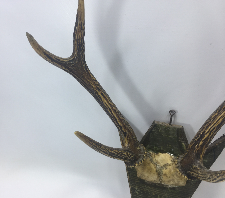 ORJİNAL GEYİK BOYNUZUNDAN TROFE