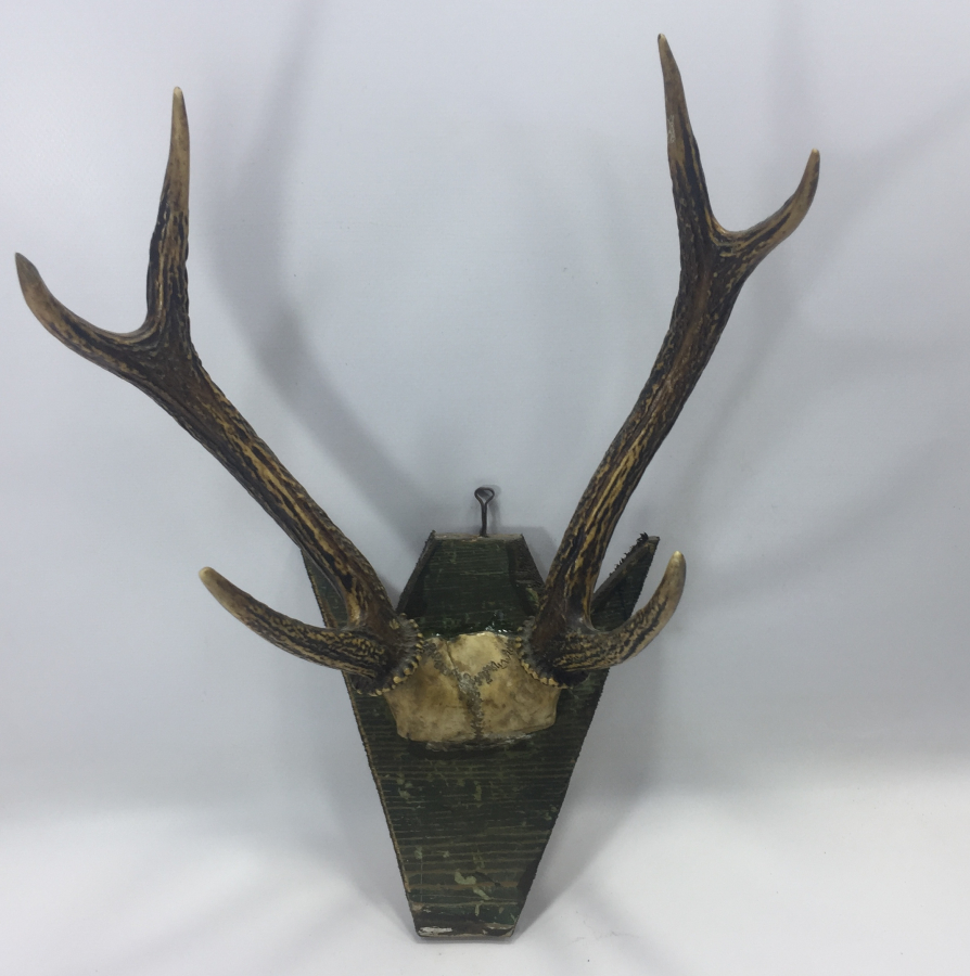 ORJİNAL GEYİK BOYNUZUNDAN TROFE