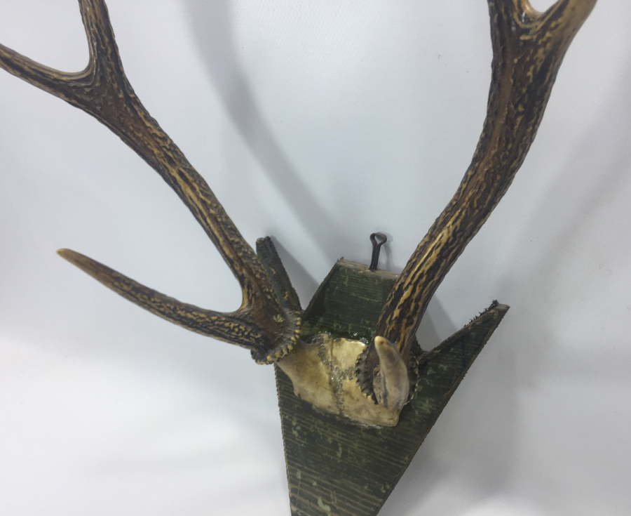 ORJİNAL GEYİK BOYNUZUNDAN TROFE