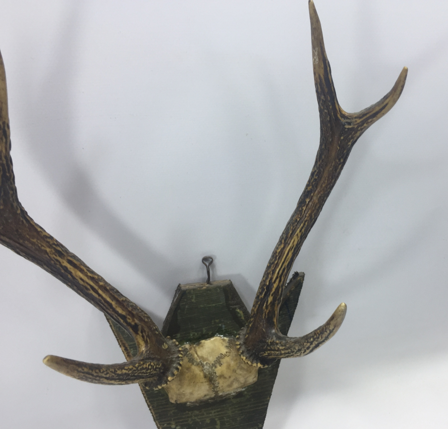 ORJİNAL GEYİK BOYNUZUNDAN TROFE