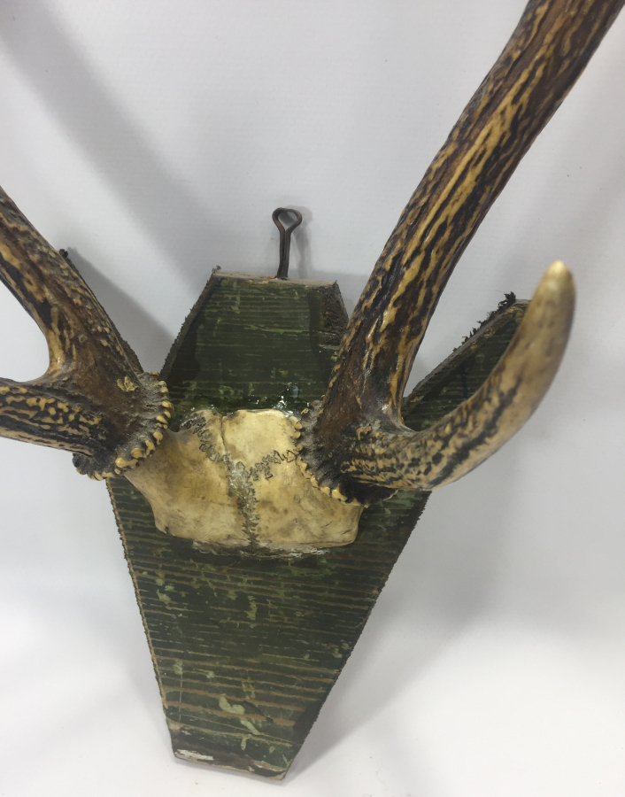 ORJİNAL GEYİK BOYNUZUNDAN TROFE