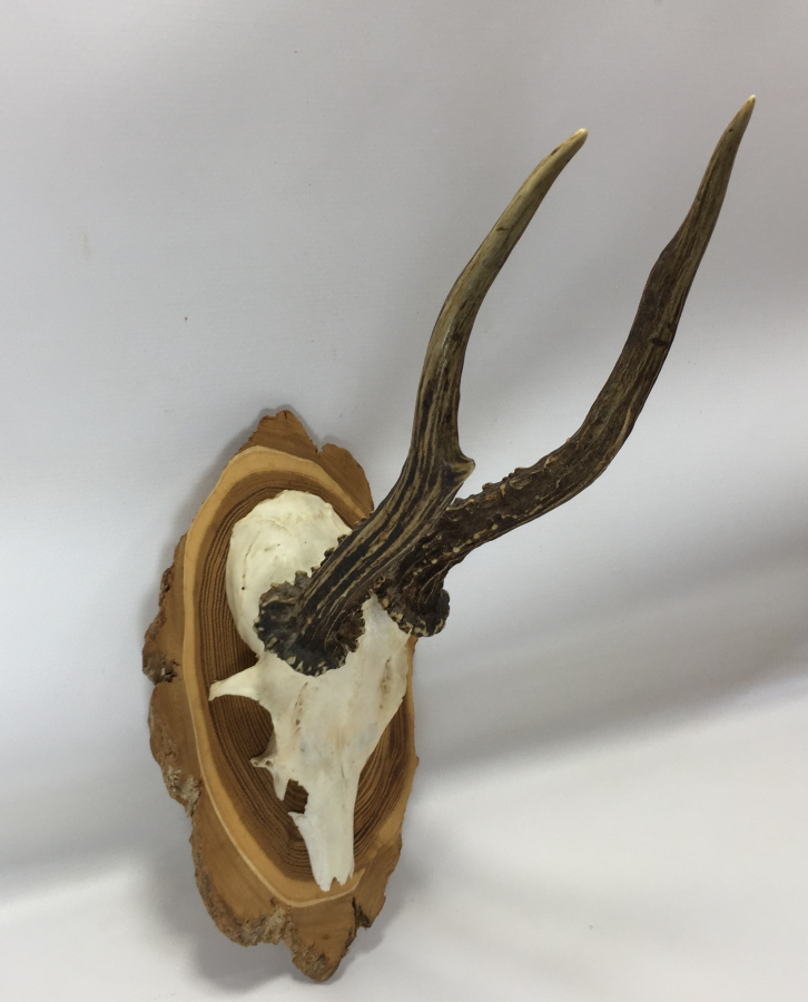 ORJİNAL GEYİK TROFESİ