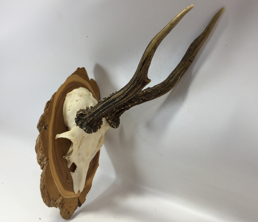 ORJİNAL GEYİK TROFESİ