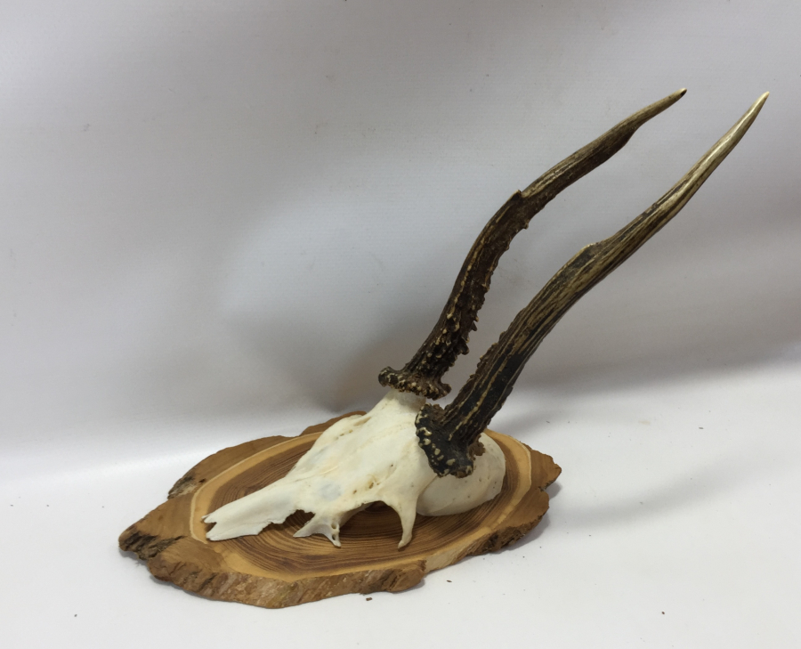 ORJİNAL GEYİK TROFESİ