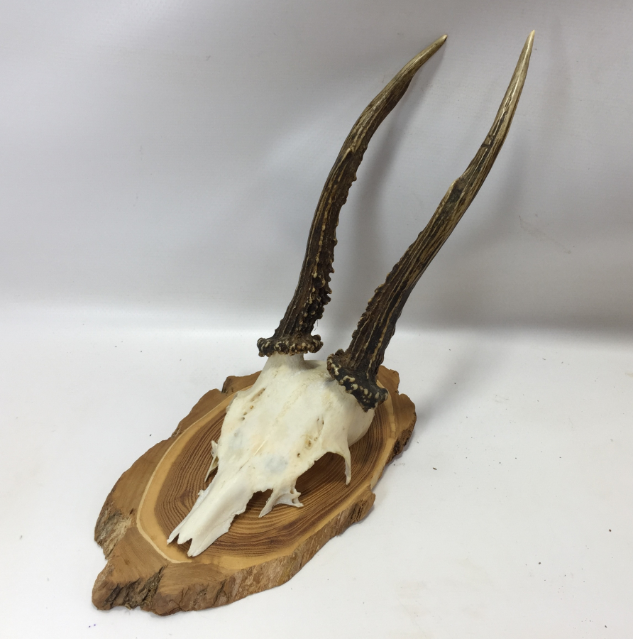 ORJİNAL GEYİK TROFESİ