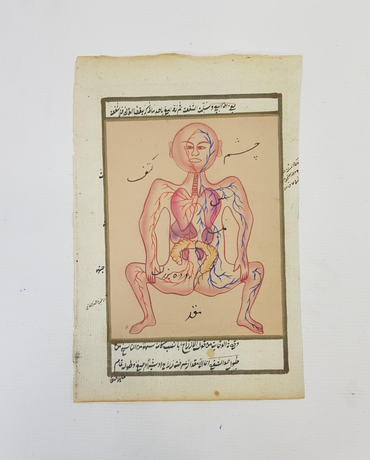 İNSAN VÜCUDU ÇİZİMLİ DOLAŞIM VE SİNDİRİM SİSTEMİNİ GÖSTERİR EL YAZMA VARAK