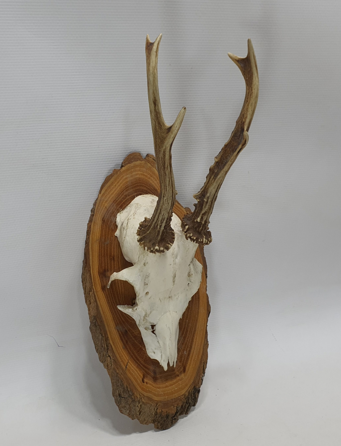 ORJİNAL GEYİK TROFESİ