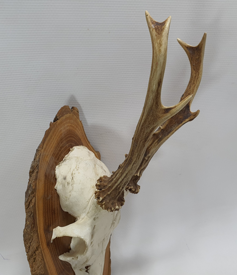 ORJİNAL GEYİK TROFESİ