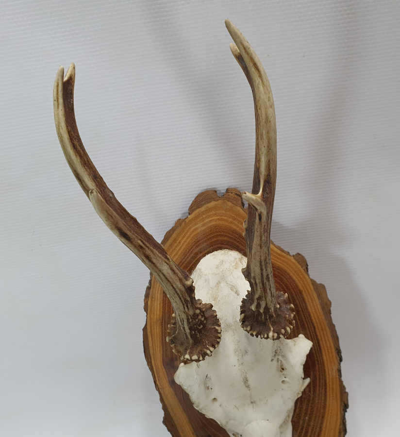 ORJİNAL GEYİK TROFESİ