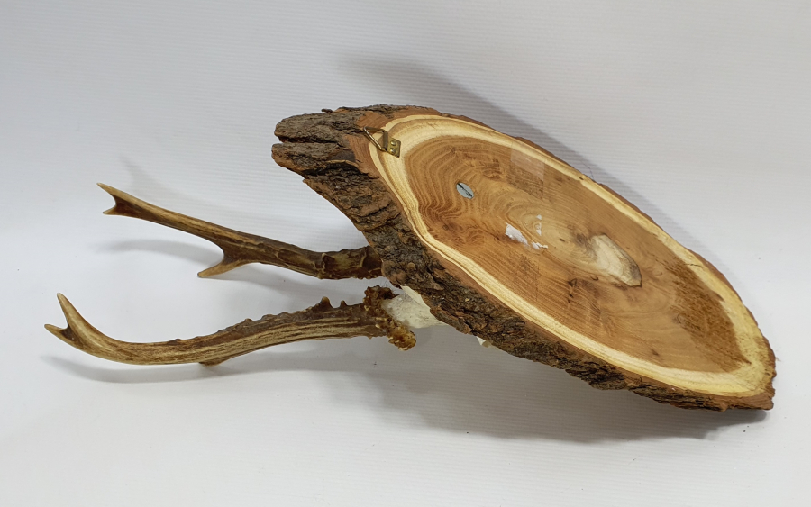 ORJİNAL GEYİK TROFESİ