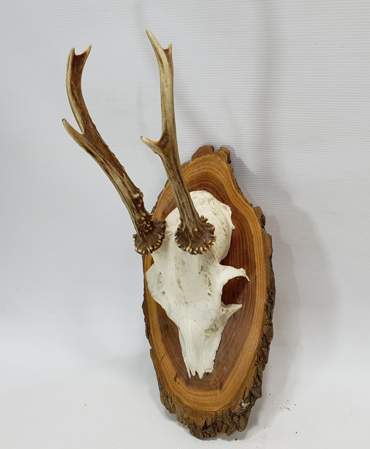 ORJİNAL GEYİK TROFESİ