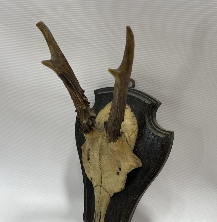 1930 LARDAN AVRUPA YAPIMI GEYİK TROFESİ VE DİŞLERİ