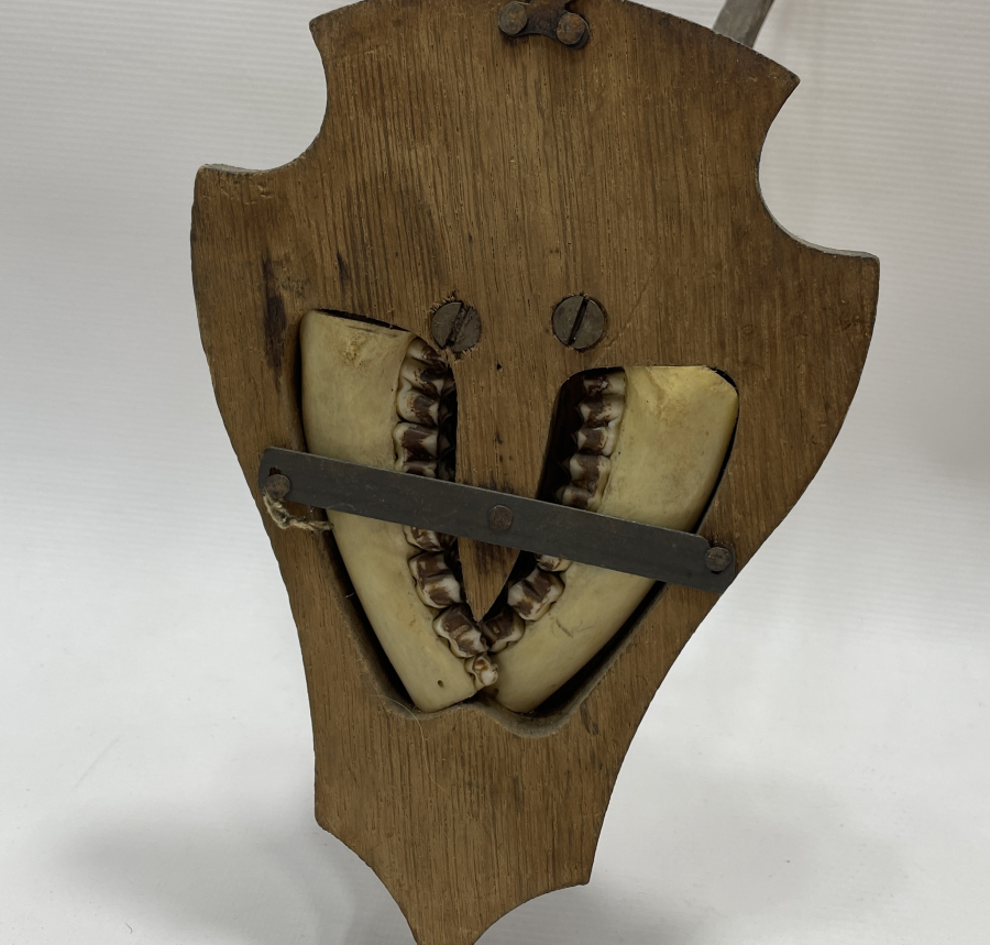 1930 LARDAN AVRUPA YAPIMI GEYİK TROFESİ VE DİŞLERİ