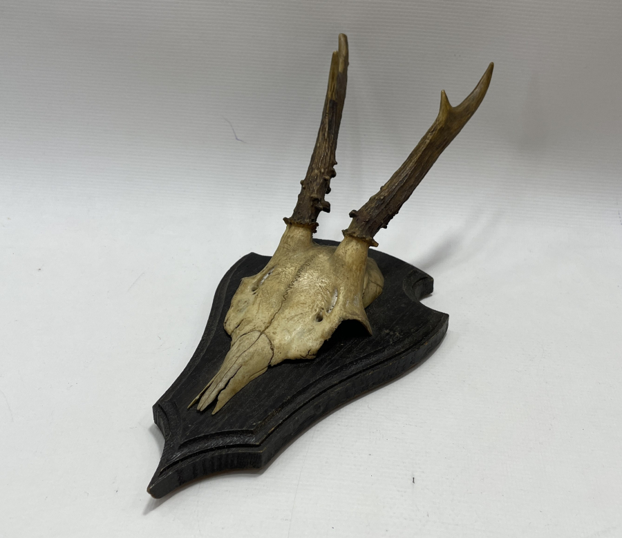 1930 LARDAN AVRUPA YAPIMI GEYİK TROFESİ VE DİŞLERİ