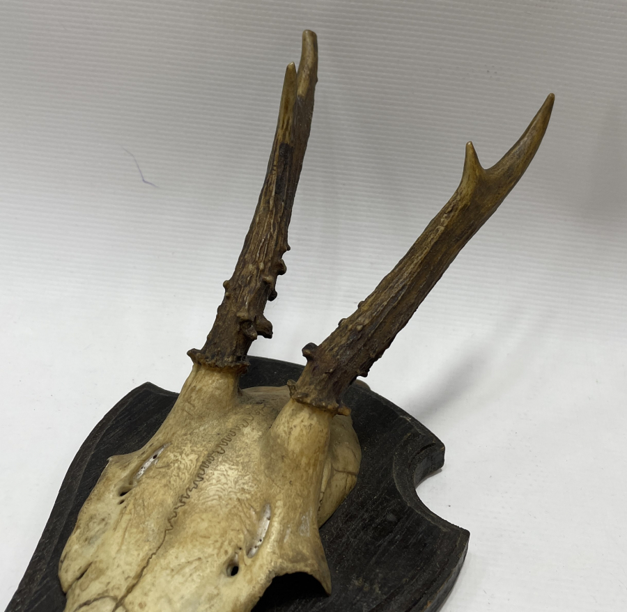 1930 LARDAN AVRUPA YAPIMI GEYİK TROFESİ VE DİŞLERİ