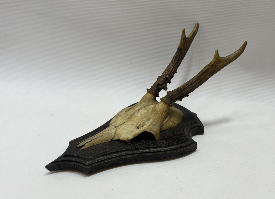 1930 LARDAN AVRUPA YAPIMI GEYİK TROFESİ VE DİŞLERİ