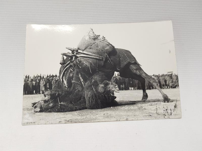 1930'LARDAN DEVE GÜREŞİ KONULU ORJİNAL FOTOĞRAF 