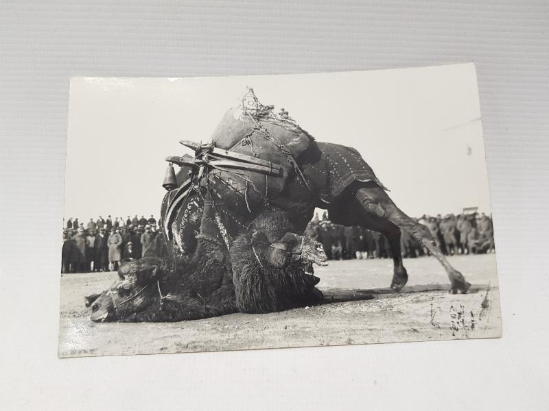 1930'LARDAN DEVE GÜREŞİ KONULU ORJİNAL FOTOĞRAF 