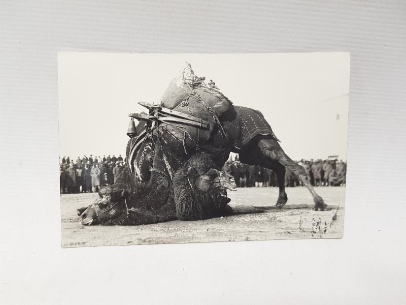 1930'LARDAN DEVE GÜREŞİ KONULU ORJİNAL FOTOĞRAF 