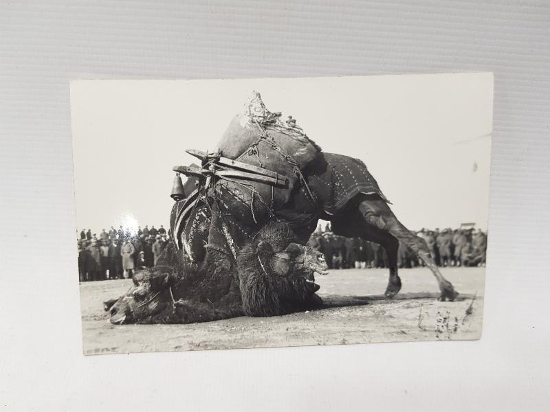 1930'LARDAN DEVE GÜREŞİ KONULU ORJİNAL FOTOĞRAF 