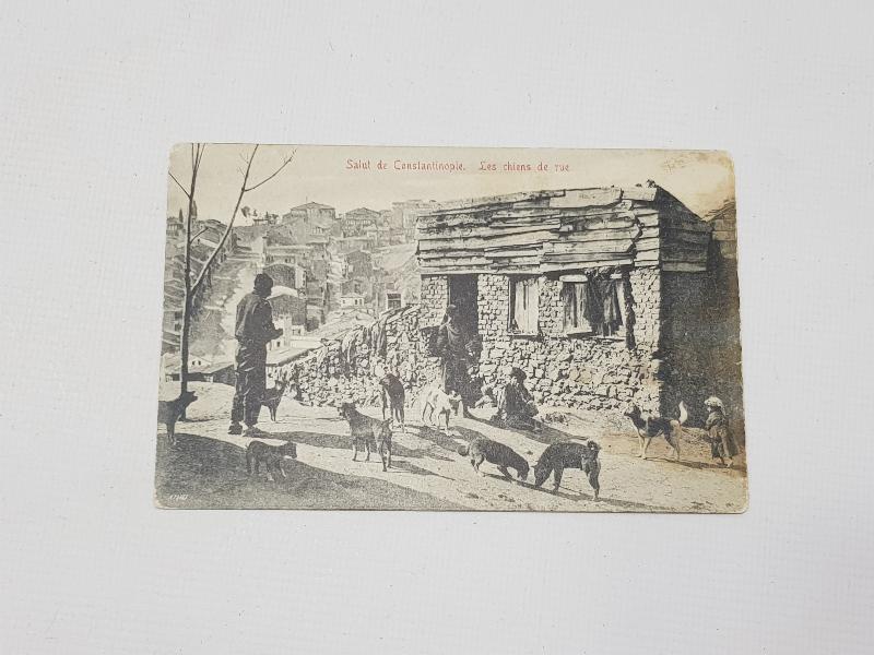 OSMANLI DÖNEMİ NADİR KARTPOSTAL: SOKAK KÖPEKLERİ
