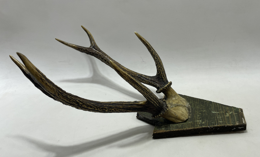 ANTİKA GEYİK TROFESİ