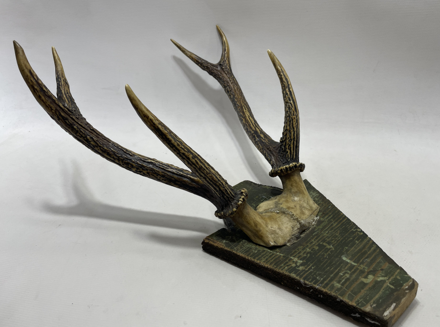 ANTİKA GEYİK TROFESİ