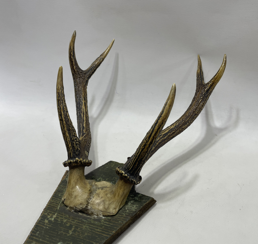 ANTİKA GEYİK TROFESİ